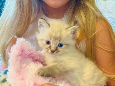PUREBRED RAGDOLL Teacup female kitten--SUPER SWEET LOYAL TEMPERMENTS-- SUPER FLUFFY/FLOPPY, shed less/less allergenic!