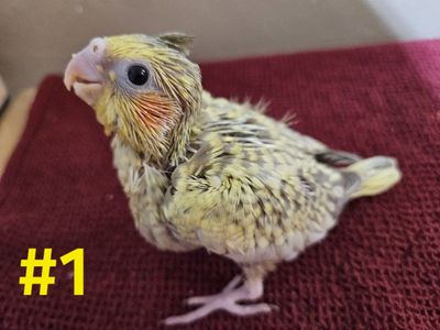 Baby Pearl Cockatiels for Hand Feeding
