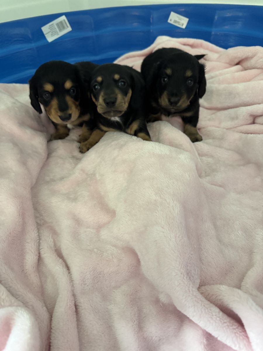 Dachshund  Puppies