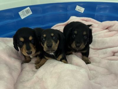Dachshund Puppies