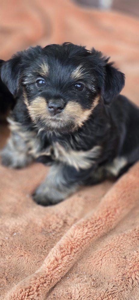 Baby Ewoks (Yorkie crosses)