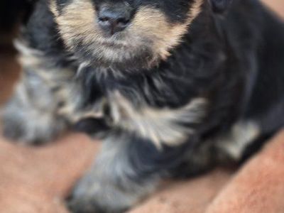 Baby Ewoks (Yorkie crosses)