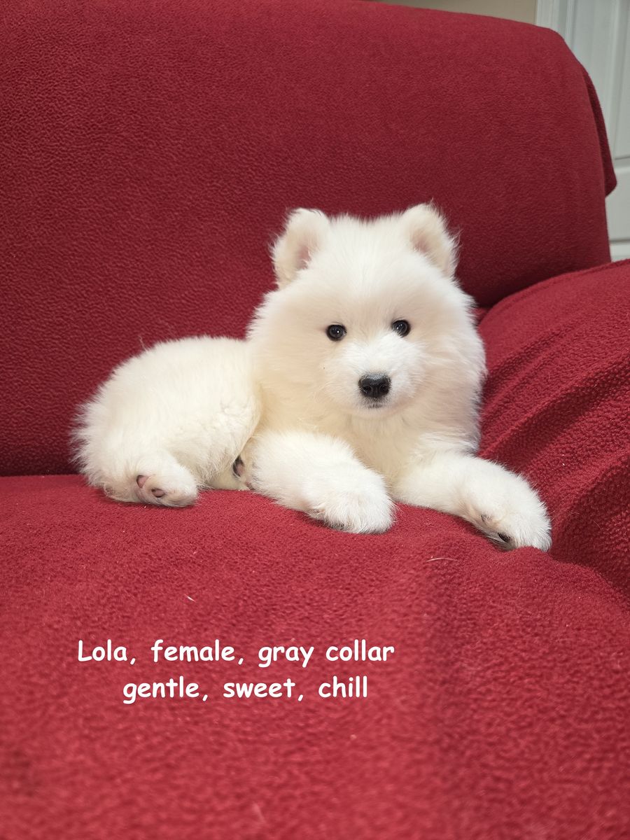 SAMOYED PUPPIES UNIQUE LITTER. 6 GIRLS AND 1 BOY! HURRY UP!