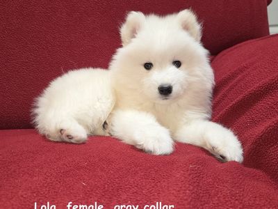 SAMOYED PUPPIES UNIQUE LITTER. 6 GIRLS AND 1 BOY! HURRY UP!