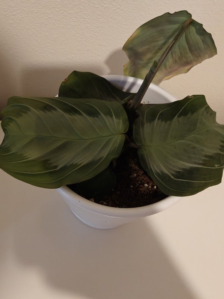 Maranta 'Silver Band' flower