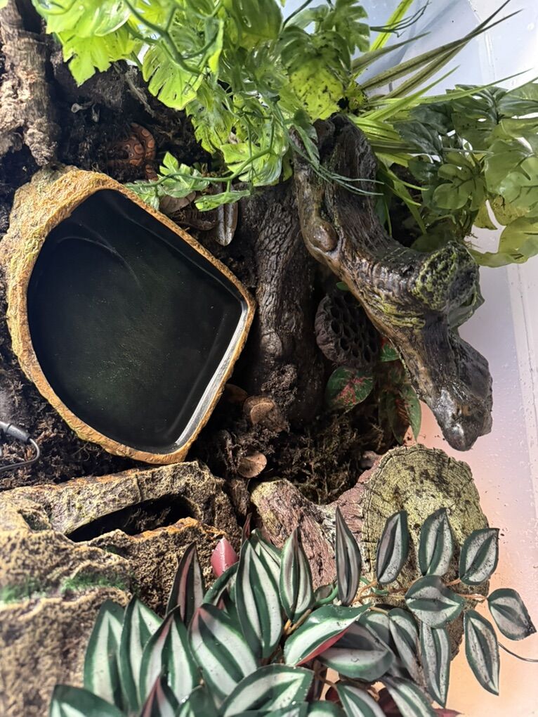 Baby Brazilian Rainbow Boa