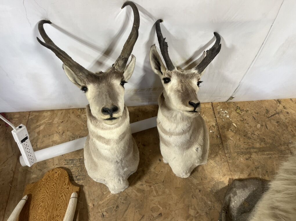 Animal Heads