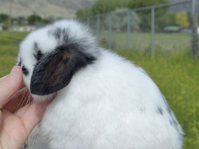 Cute Baby Holland Lop Doe (female)