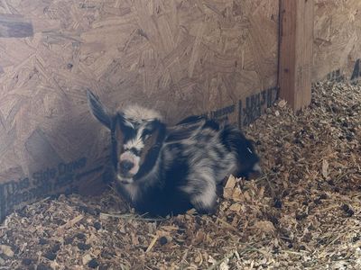 Nigerian dwarf goat buckling