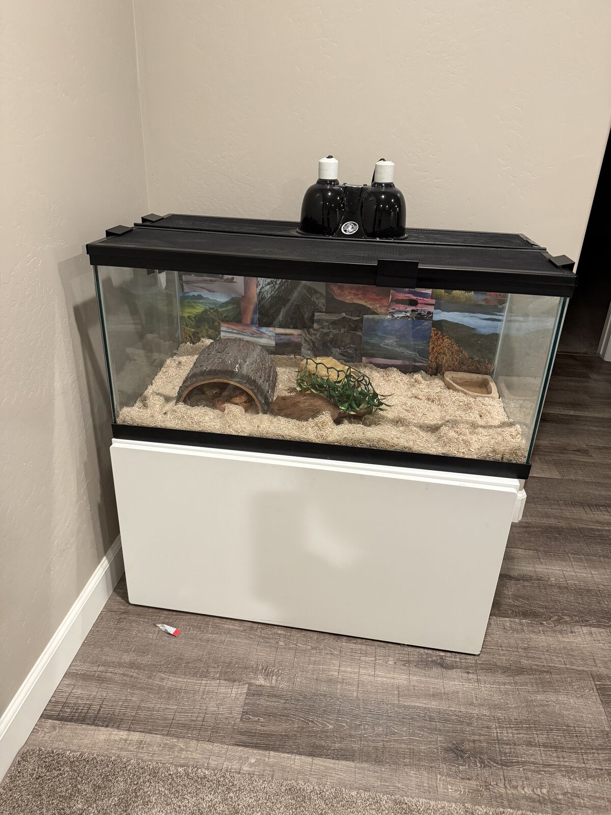 Corn snake and Full Cage Setup