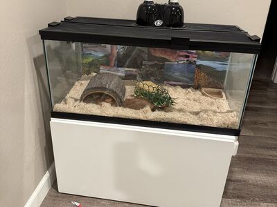Corn snake and Full Cage Setup