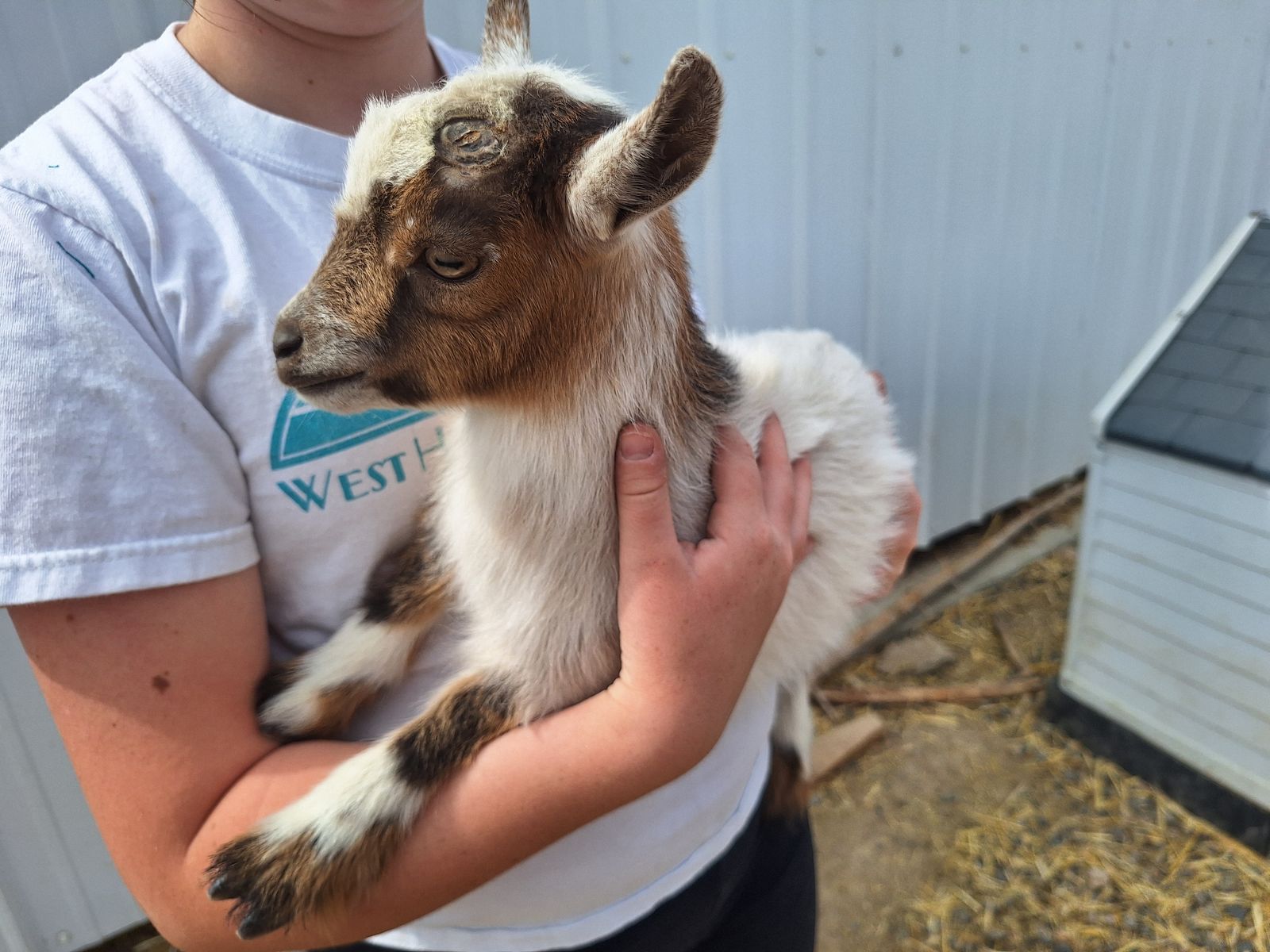 Nigerian Dwarf Baby Goats (Disbudded)