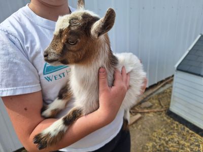 Nigerian Dwarf Baby Goats (Disbudded)