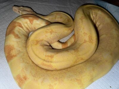 RTB Adult Male Albino Het Anery Boa