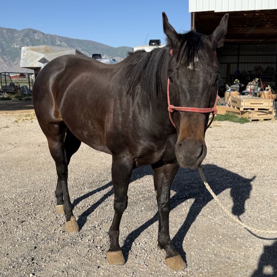 6 YEAR OLD AQHA GELDING