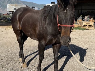 6 YEAR OLD AQHA GELDING