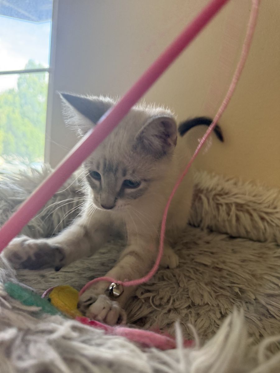 1 left!! 9 week old Siamese-Russian Blue mix kittens