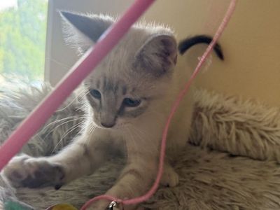 1 left!! 9 week old Siamese-Russian Blue mix kittens