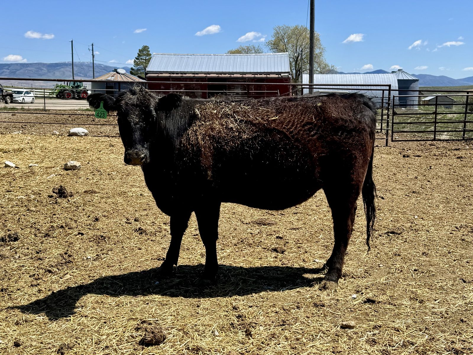 6 heavy bred 1st calf heifers