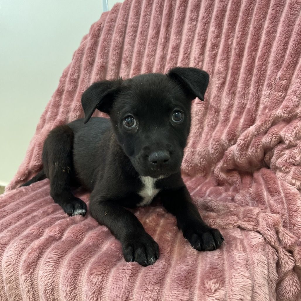 Hello my name is Changretta