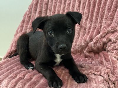 Hello my name is Changretta