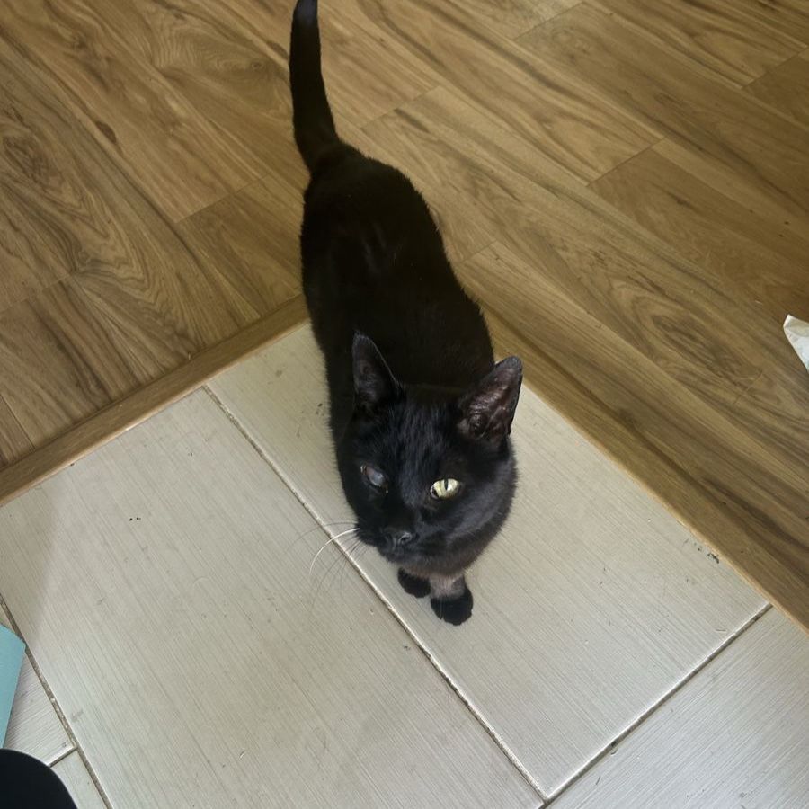 Black Cat with One Green Eye - Seeking Loving Home