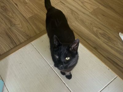 Black Cat with One Green Eye - Seeking Loving Home