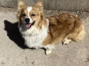 Looking for a Corgi boyfriend