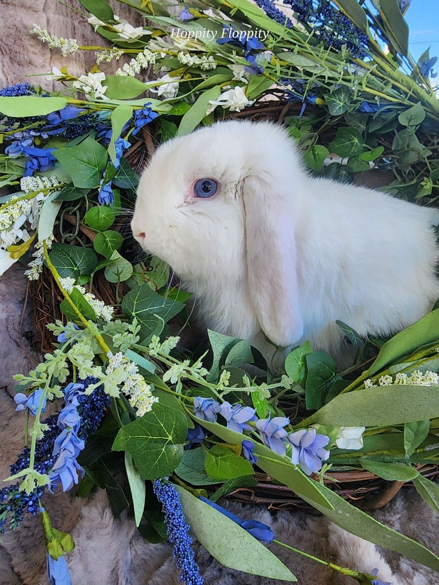 Blue Eyed White Holland Lop Buck