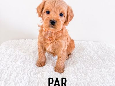 Professionally Raised M/F Teddy Bear Mini Goldendoodle Puppies Golden Doodle