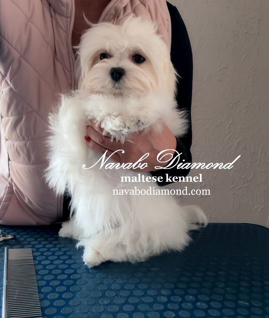Boy Maltese For Sale!