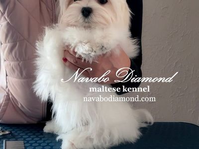 Boy Maltese For Sale!