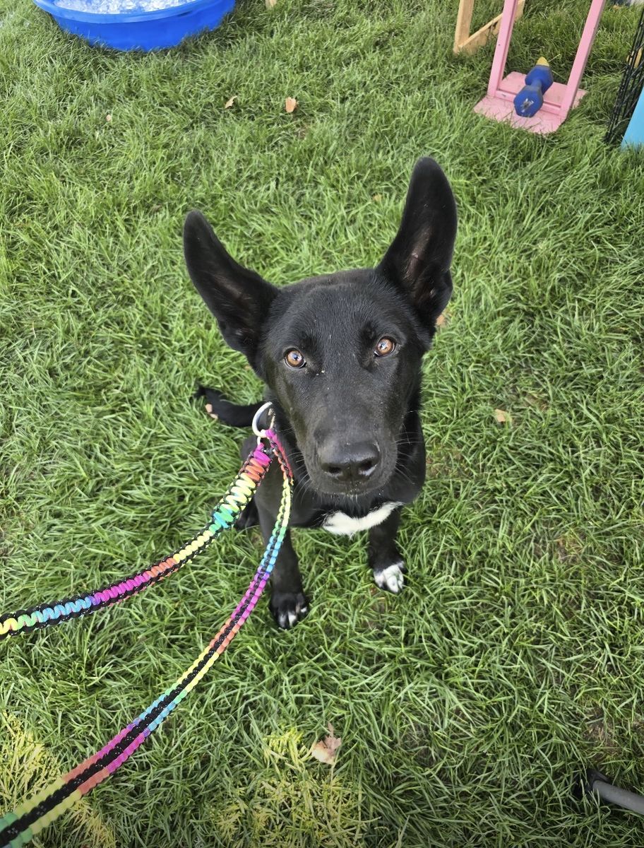 Adopt Summit!