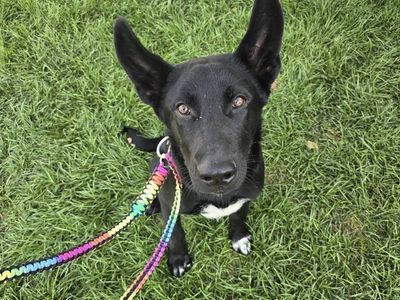Adopt Summit!