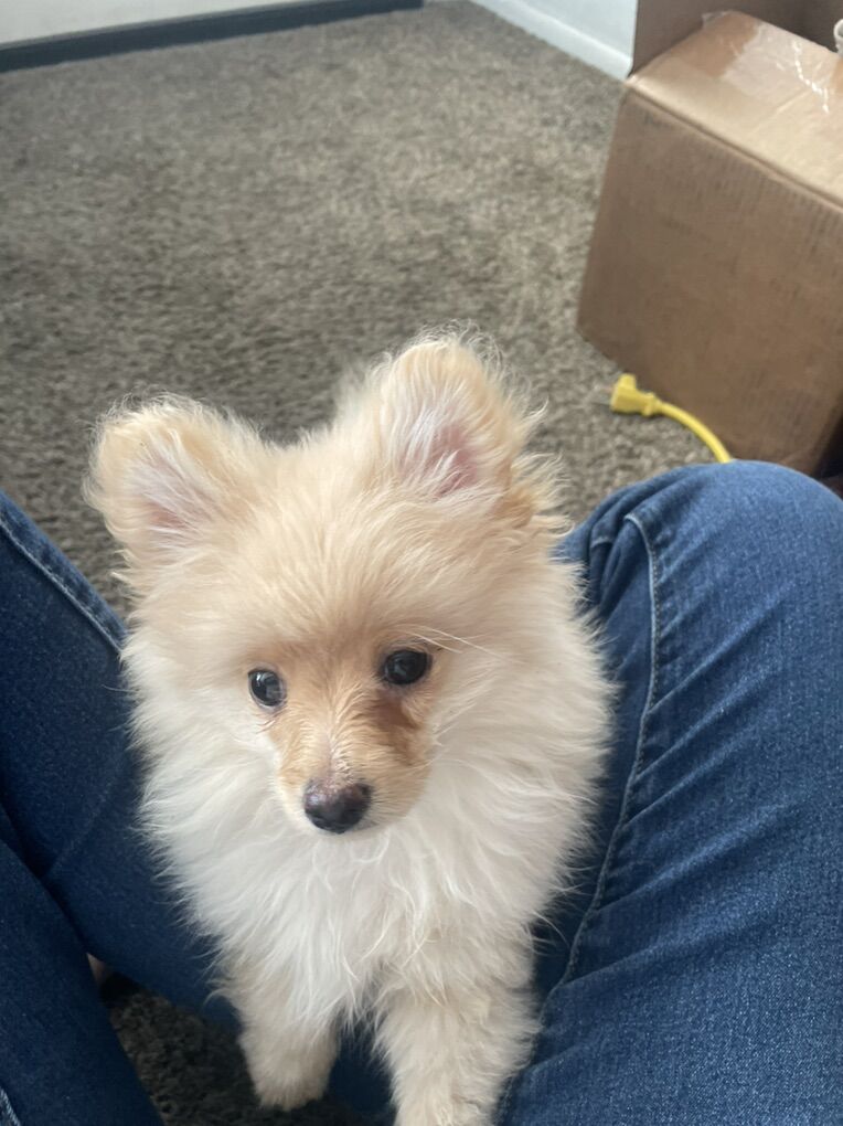 Pomeranian Puppy