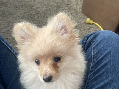 Pomeranian Puppy