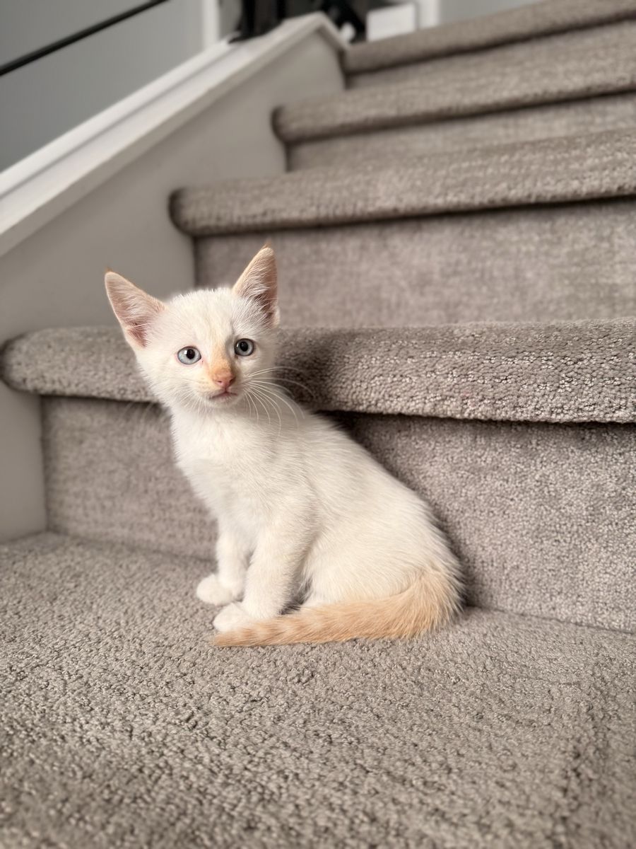 Beautiful Vaccinated 8 Week Kittens