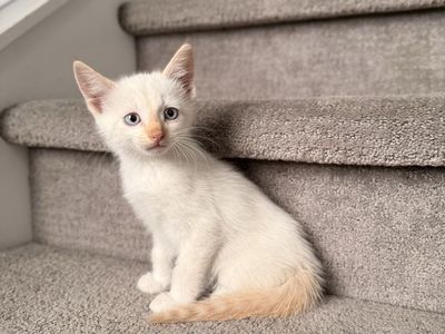 Beautiful Vaccinated 8 Week Kittens