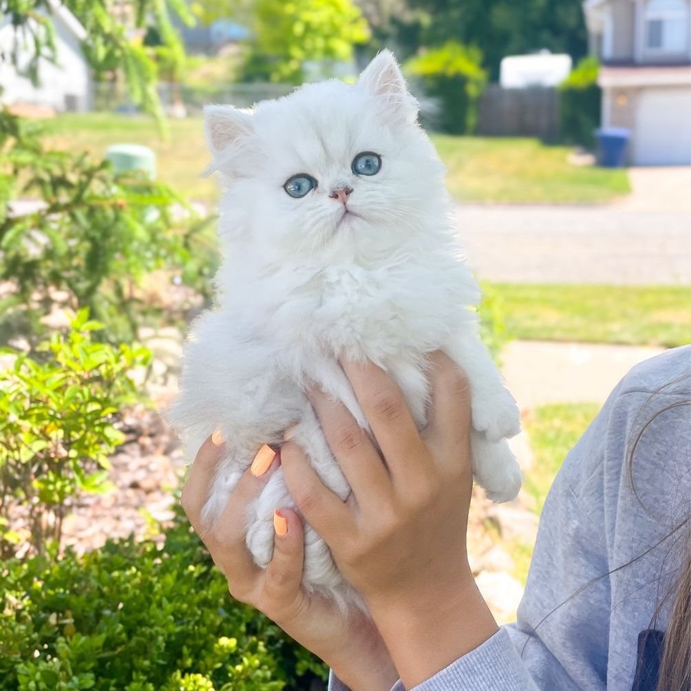 !!!!!!DEARHEART SILVER PERSIAN KITTENS!!!!!!