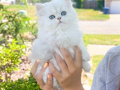 !!!!!!DEARHEART SILVER PERSIAN KITTENS!!!!!!