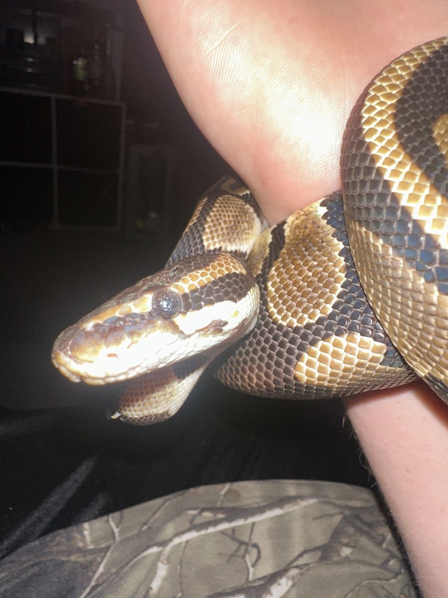 Ball python