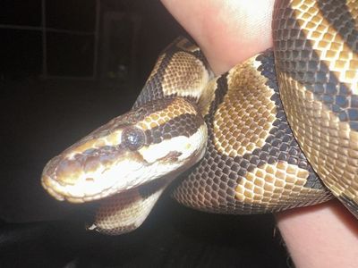 Ball python