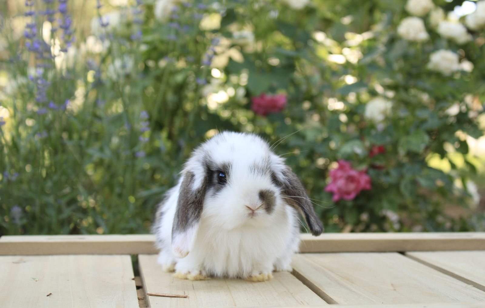 Lucky Lops Rabbitry pedigreed Mini Lop rabbits for sale