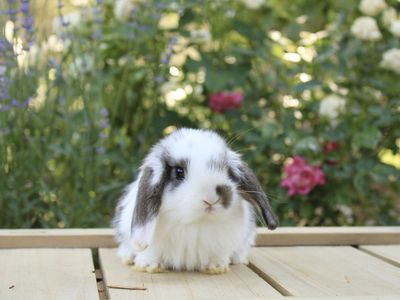 Lucky Lops Rabbitry pedigreed Mini Lop rabbits for sale