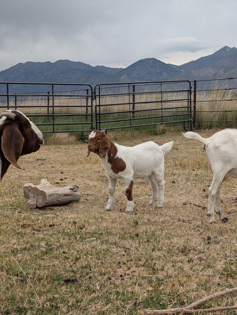 4 wether kid goats