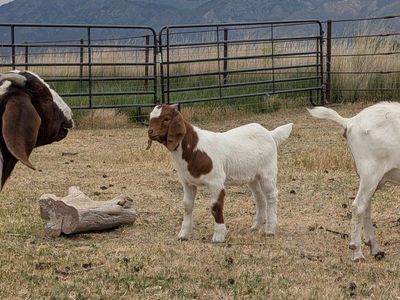 4 wether kid goats