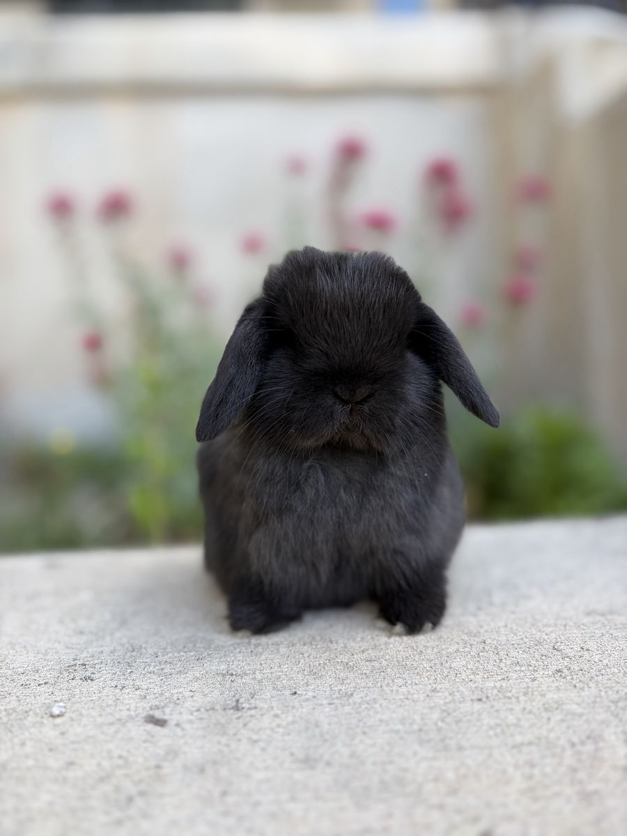 Holland Lop Buck