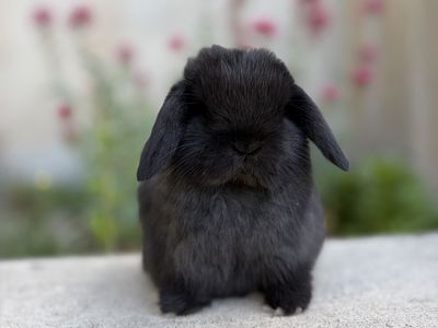 Holland Lop Buck