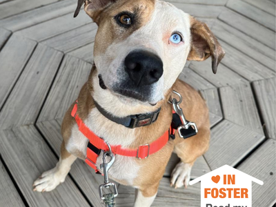 Hello my name is Chili