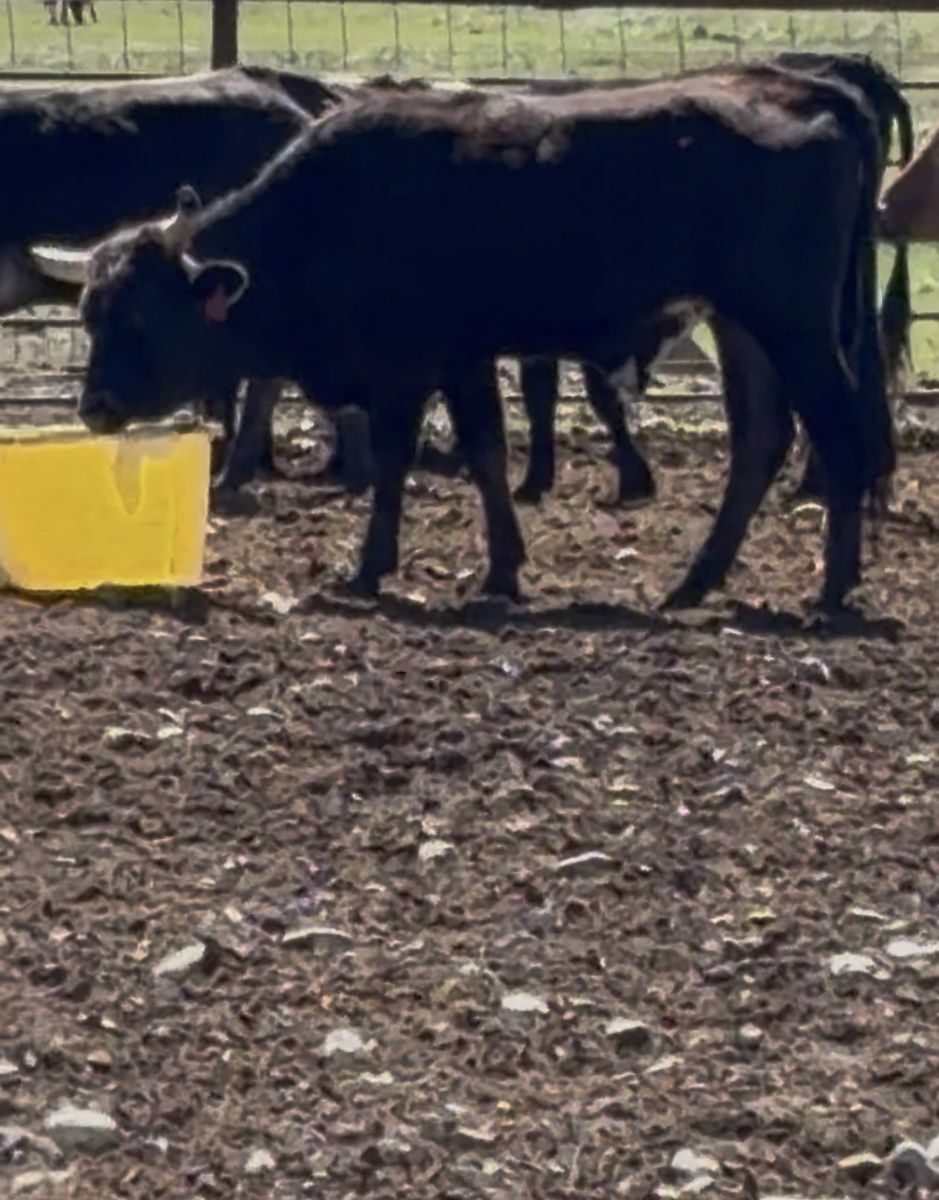 Lots of roping steers